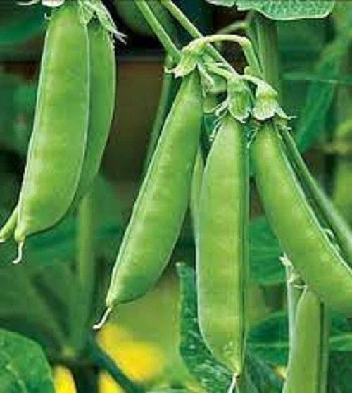 Premium Organic Sugar Snap Peas Seeds - Heirloom Non-GMO - 50 Seeds Pack