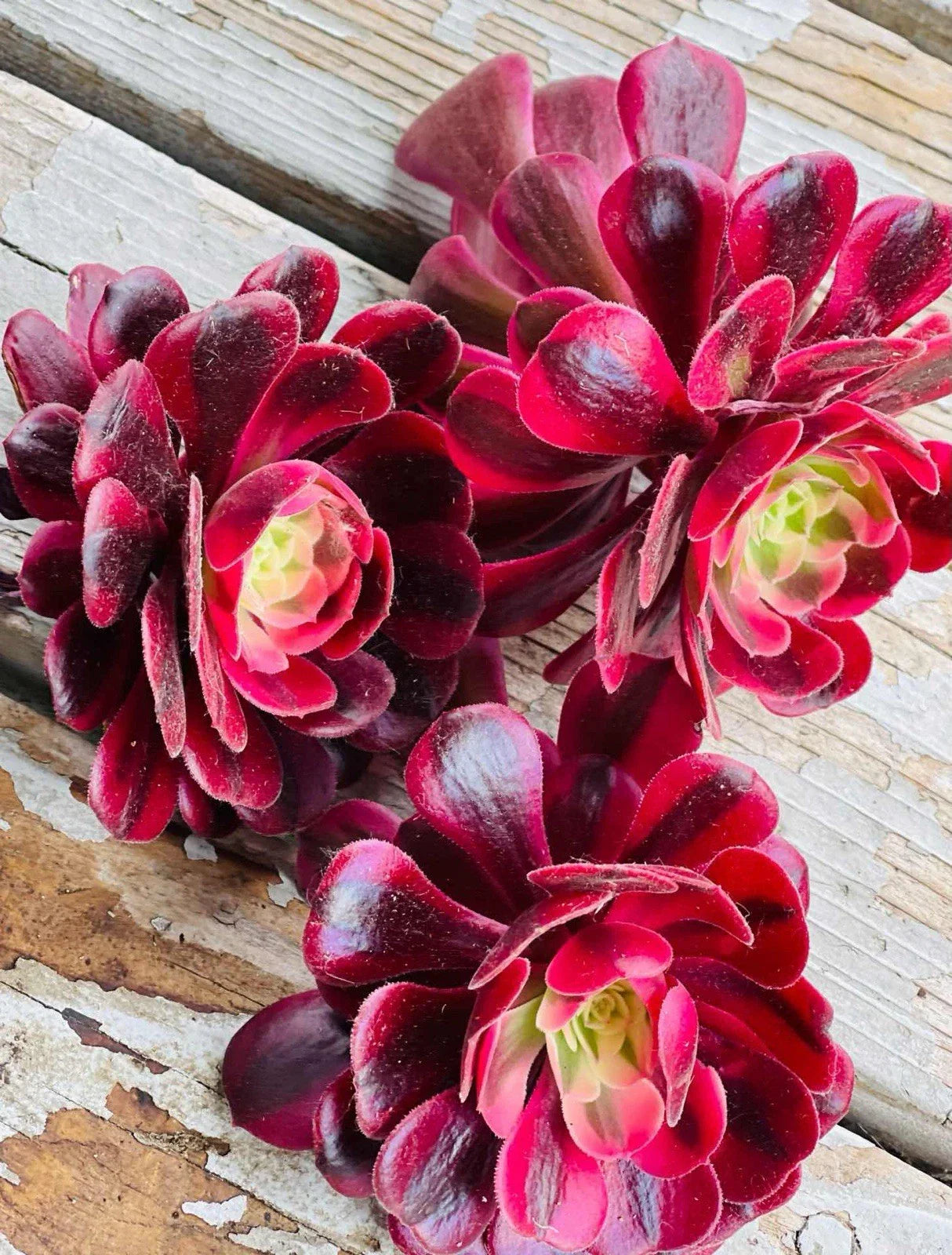 Rare Aeonium 'Medusa' 3" Variegated Succulent Cuttings - Drought Tolerant Indoor Plant