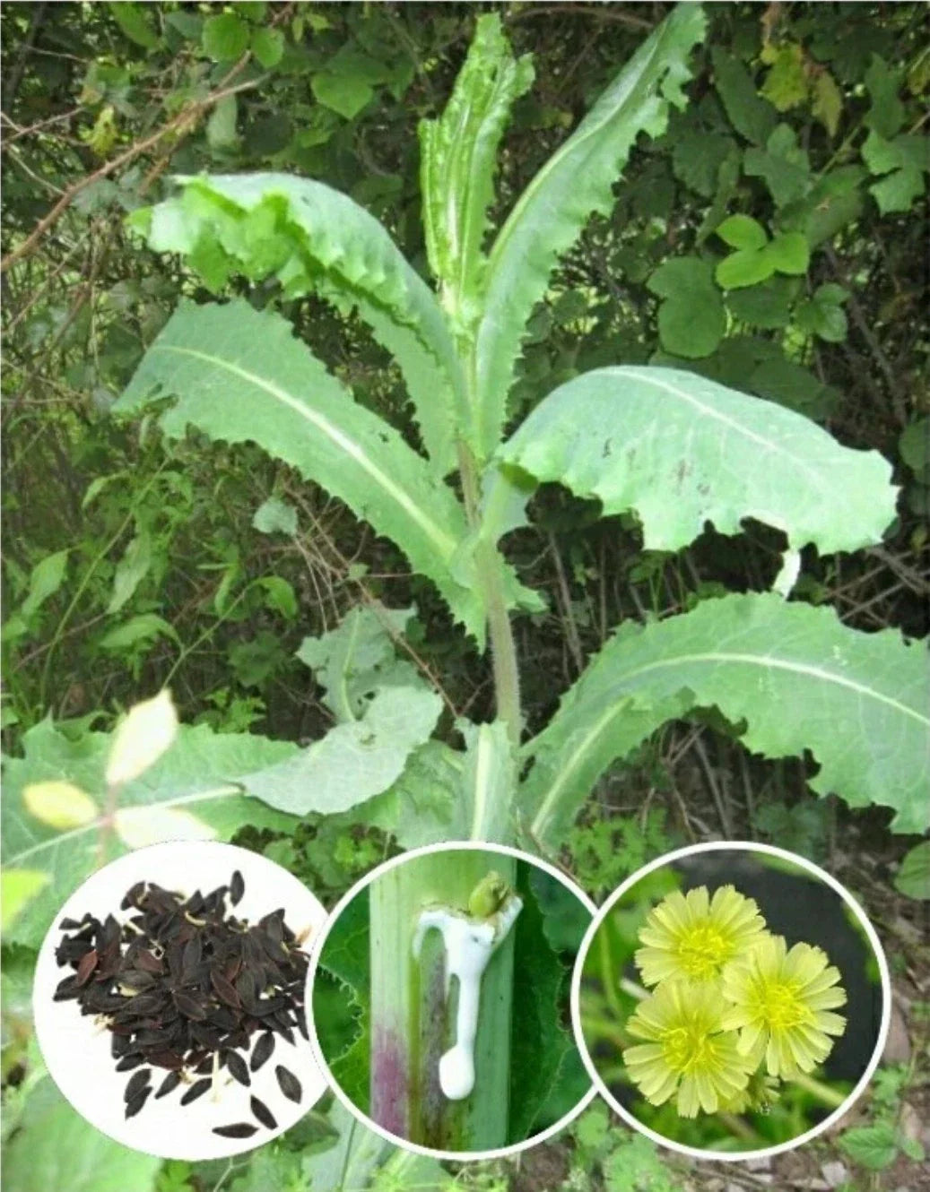Wild Lettuce Herb Seeds - 30+ Organic Heirloom Seeds Lactuca virosa