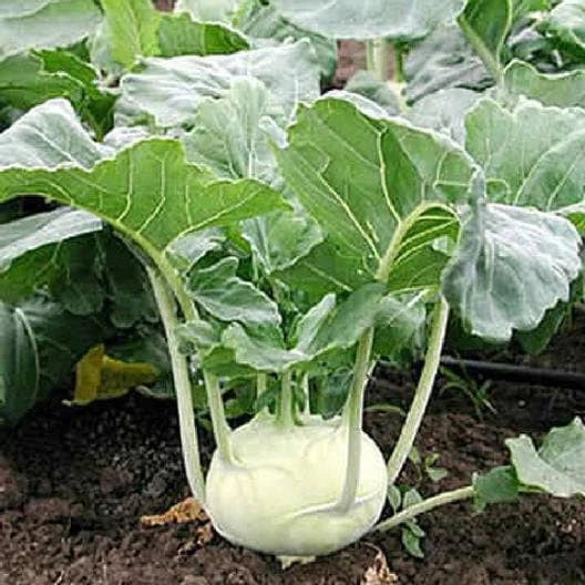 White Vienna Kohlrabi Seeds - Non-GMO Heirloom Brassica oleracea var. gongylodes for Home Gardening