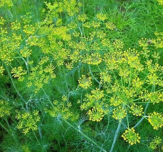 Dill Seeds 500+ Mammoth Long Island Herb Non-GMO Anethum graveolens for Pickling & Cooking