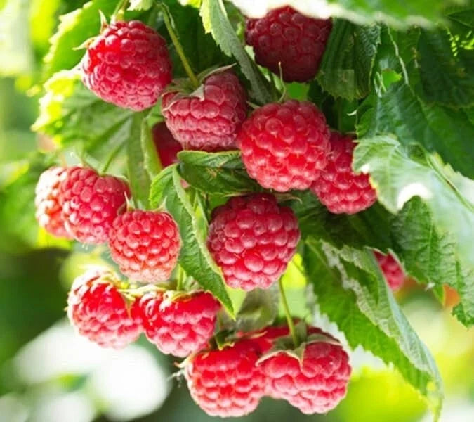 Latham Raspberry Plants - Starter Plants for Home Gardens - Rubus idaeus 'Latham' - Easy to Grow, Bountiful Berries
