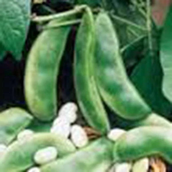 Lima Bean Seeds - 20+ Non-GMO Henderson Bush Variety | Phaseolus lunatus