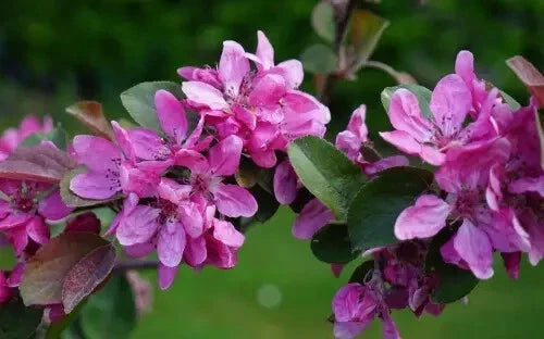 Harry Baker Crabapple Seeds 25+ Pack for Garden Planting Malus angustifolia, Deciduous Tree, White & Pink Flowers