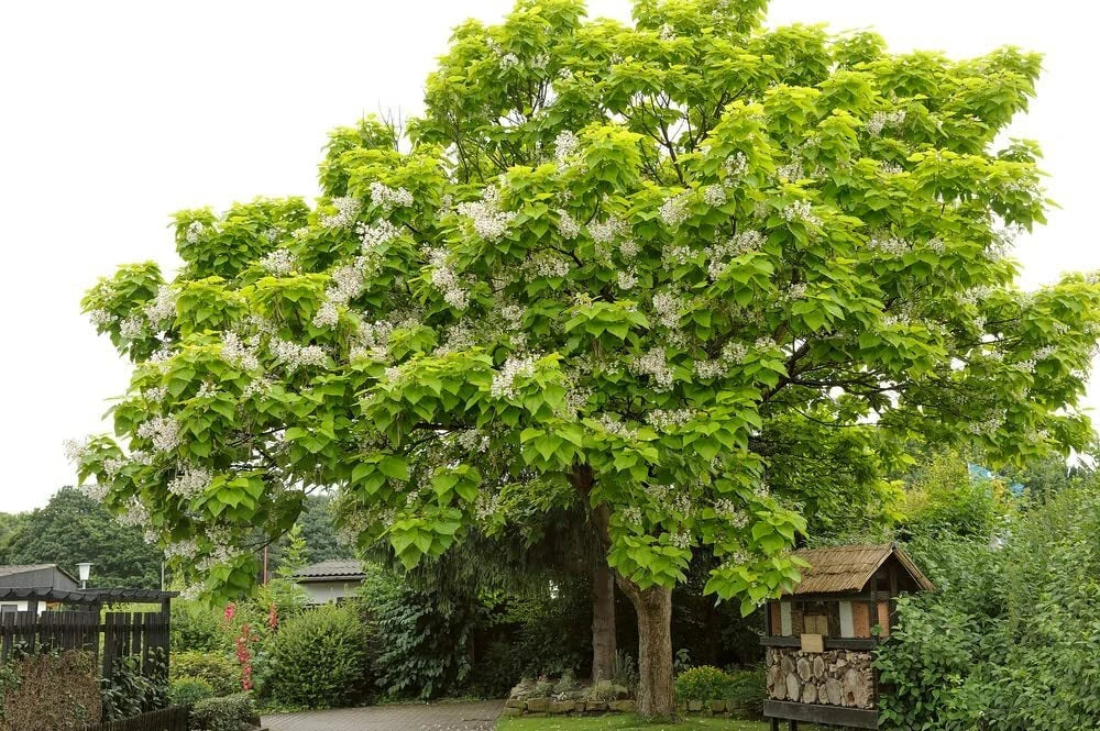 Catalpa Tree Seeds - 100 Count - Flowering Catalpa bignonioides for Planting