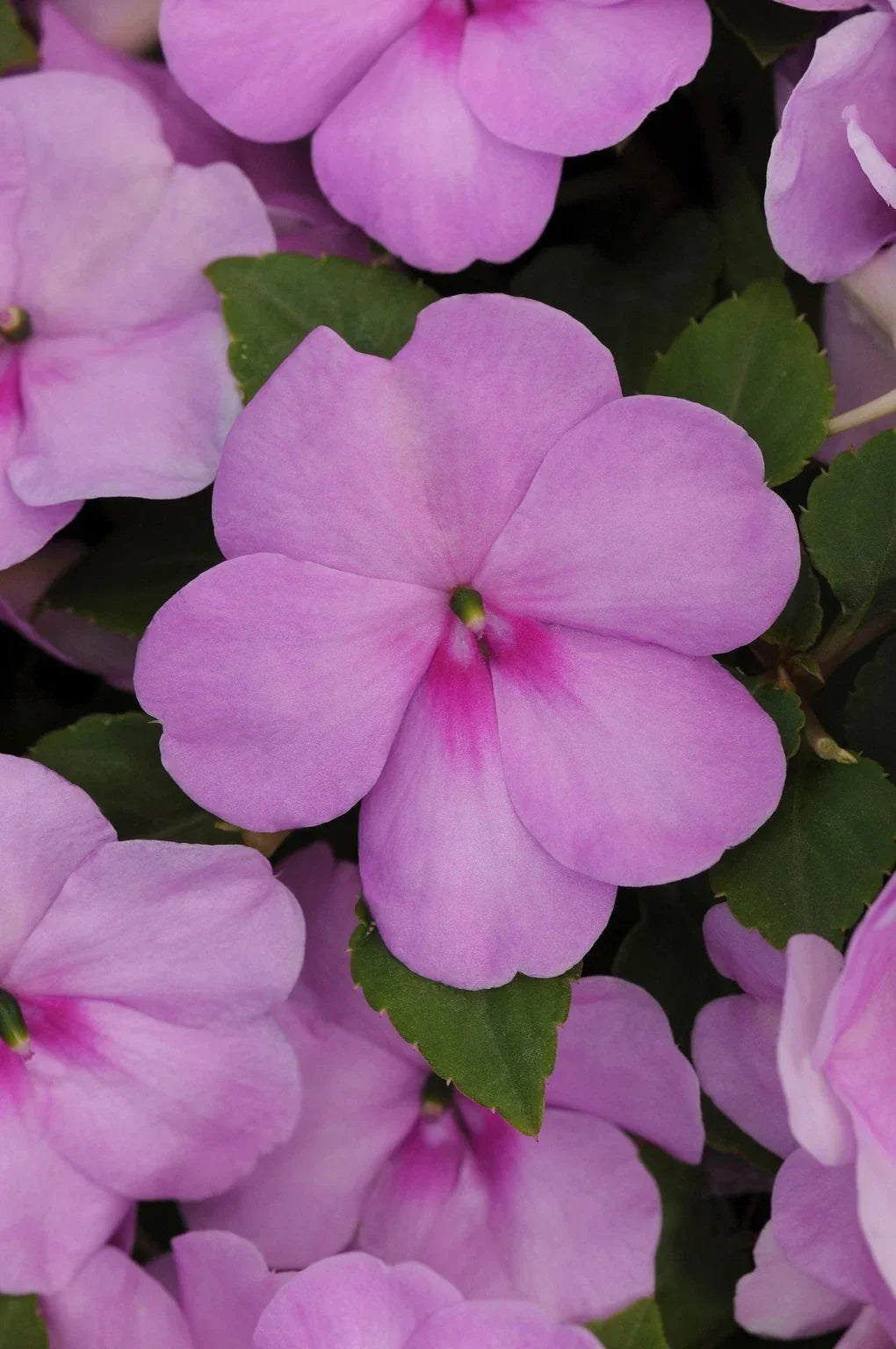 Busy Lizzy Seeds 500 Count - Impatiens Xtreme Lilac Annual Flower Seeds for Shade Gardens