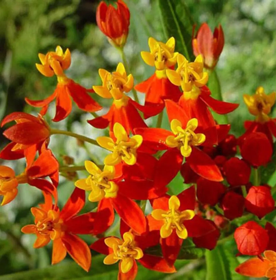 Blood Flower Seeds 100+ Tropical Milkweed Asclepias curassavica Annual Flowers