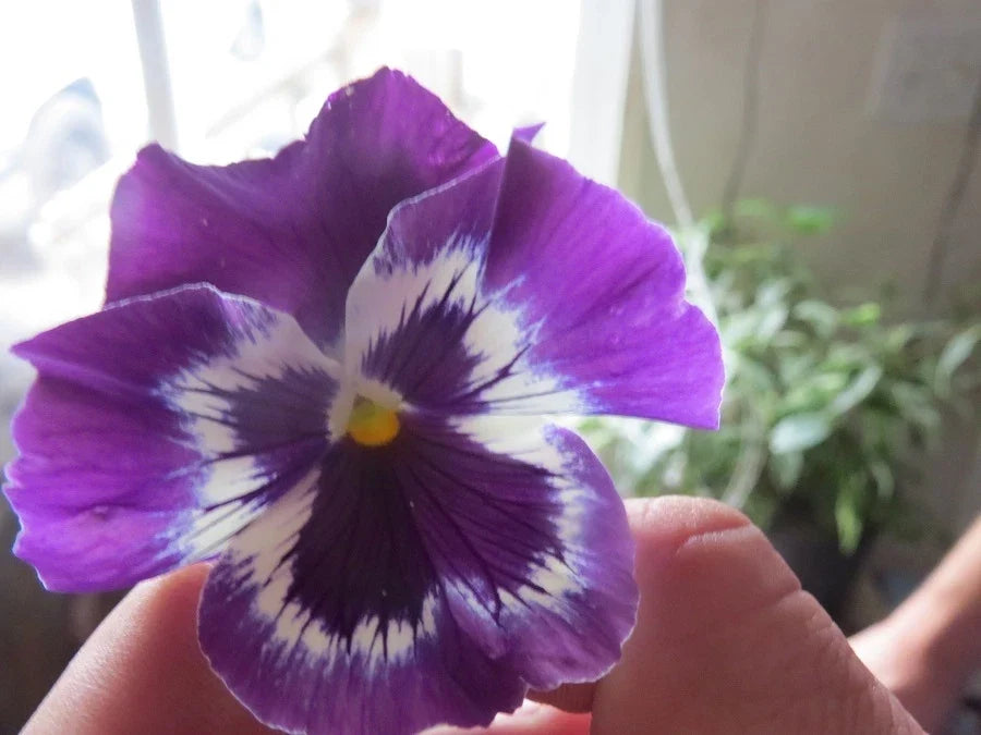 Pansy Seeds - 50 Flower Seeds - Snow Pansy Purple Blotch - Viola tricolor - Garden Bedding & Containers