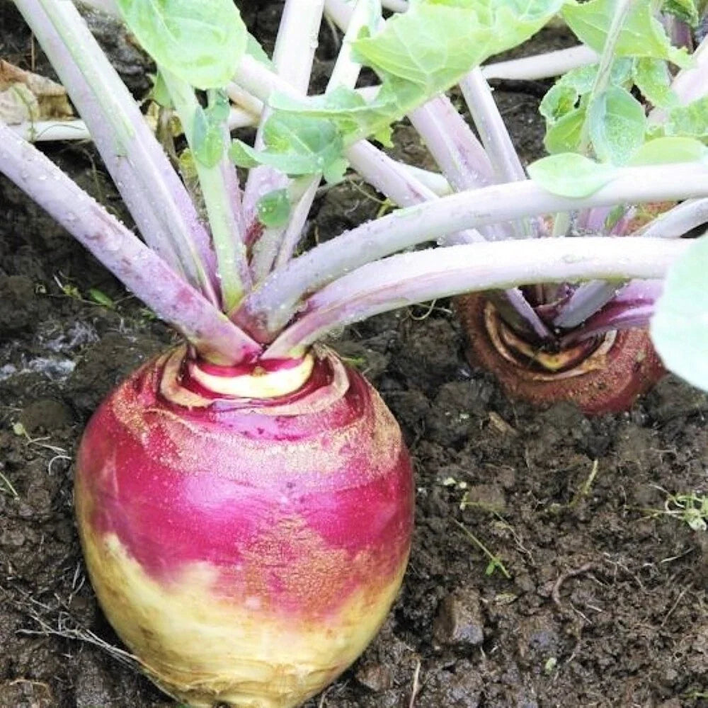 Rutabaga Seeds - American Purple Top Variety, Brassica napus, Heirloom, Non-GMO, Fall Crop, Vegetable Gardening Seeds