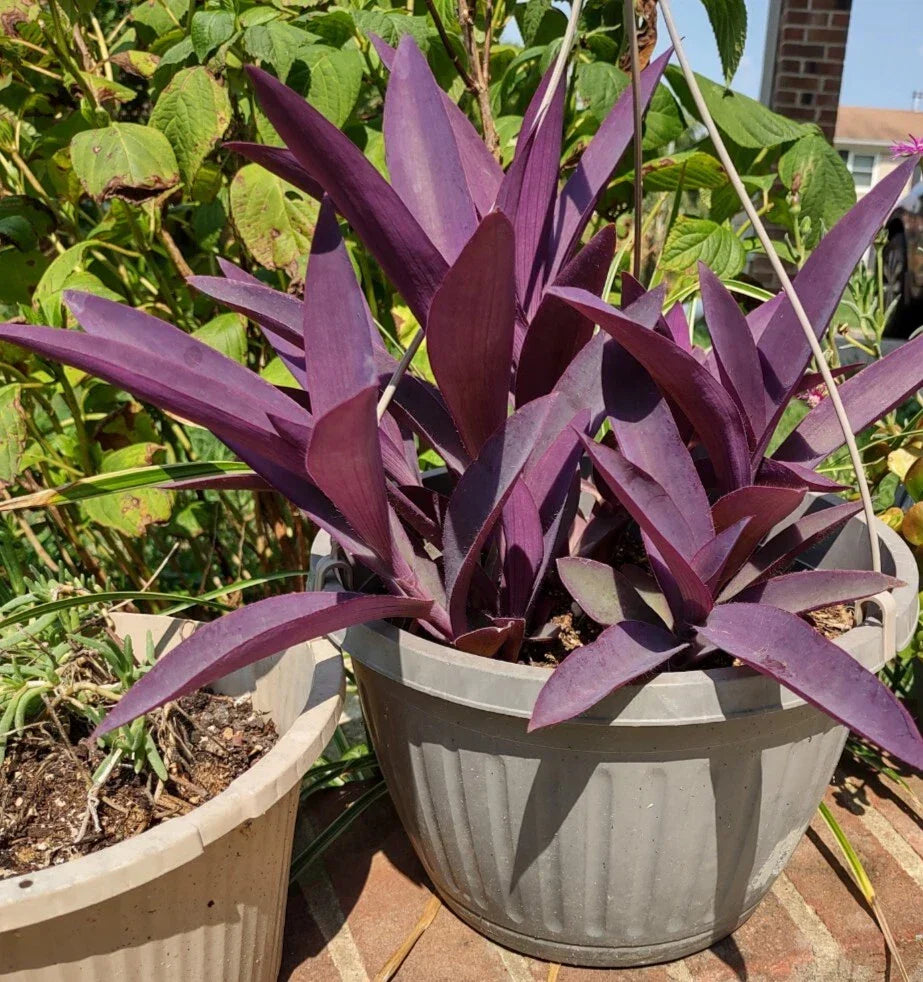 Purple Heart Cuttings - Tradescantia pallida - 3 Easy to Grow Perennials