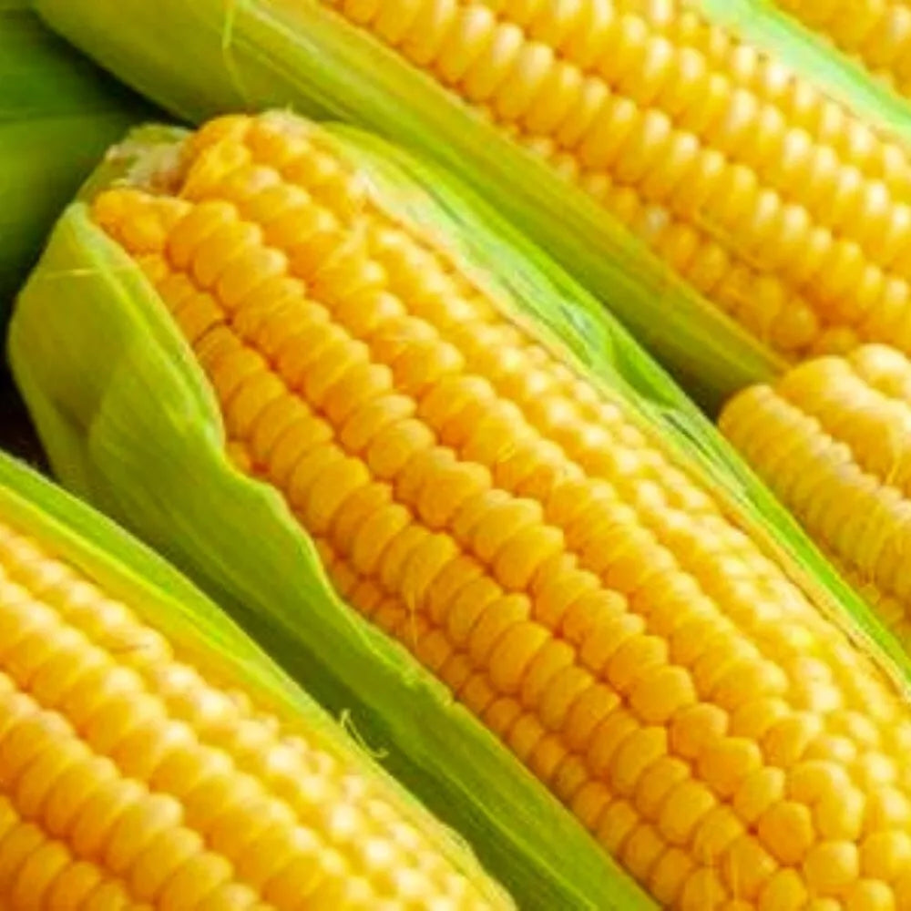 Golden Bantam Corn Seeds - Non-GMO Heirloom Sweet Corn Seeds Zea mays for Organic Garden, Full Sun, Bounty