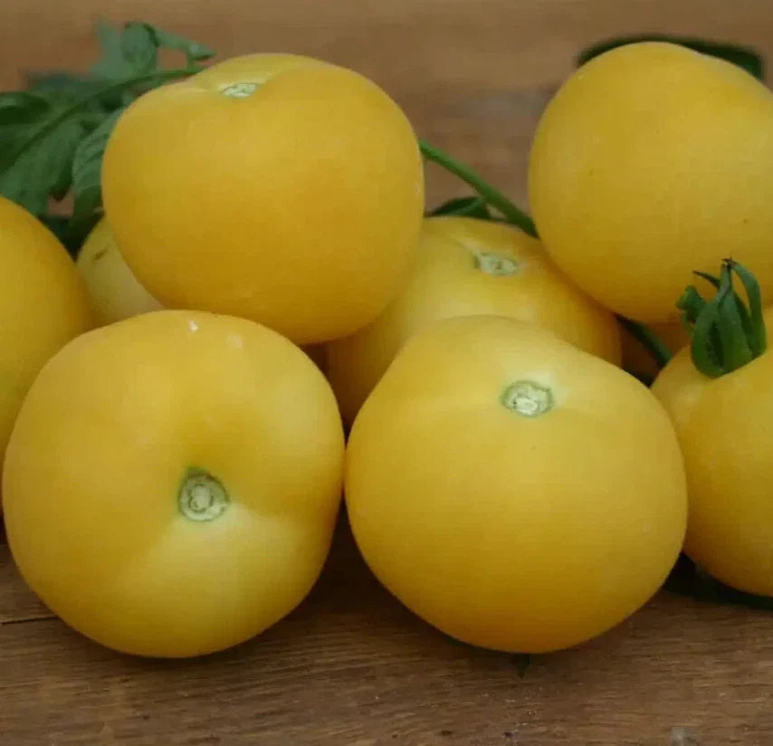 Peach Tomato Seeds 100+ | Beefsteak Indeterminate Vegetable Seeds | Solanum lycopersicum | Organic Gardening