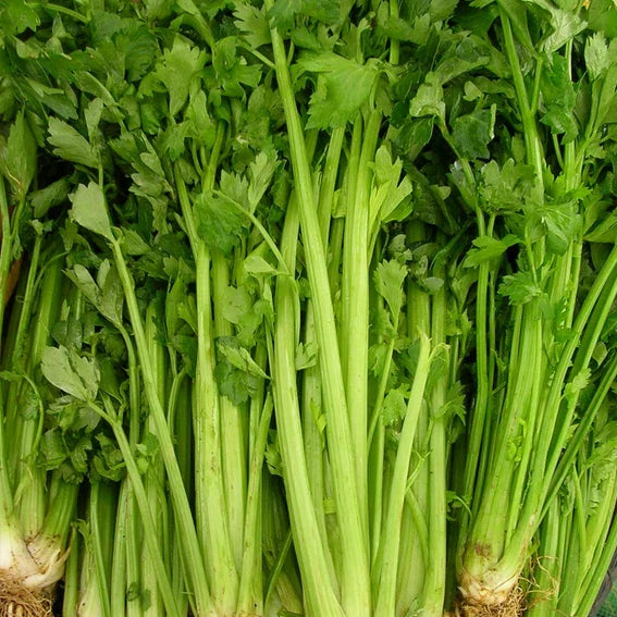 Tall Utah Celery Seeds | Heirloom Non-GMO Apium graveolens | Free Shipping