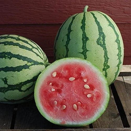 Queen of Dixie Watermelon Seeds - 10 Pack, Sweet Flavor, Vibrant Skin, Citrullus lanatus, Garden Planting, Fruit Seeds
