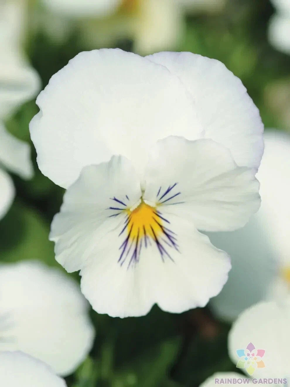 White Pansy Seeds, Viola tricolor var. hortensis, Spreading Plentifall, Annual, Garden Flower Bed, Container Planting