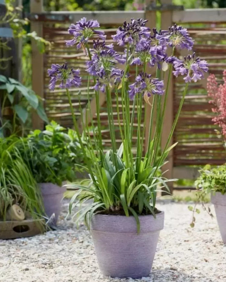 Blue/White Lily of the Nile Plant - Rooted Adult Agapanthus spp. for Garden, Border, or Container
