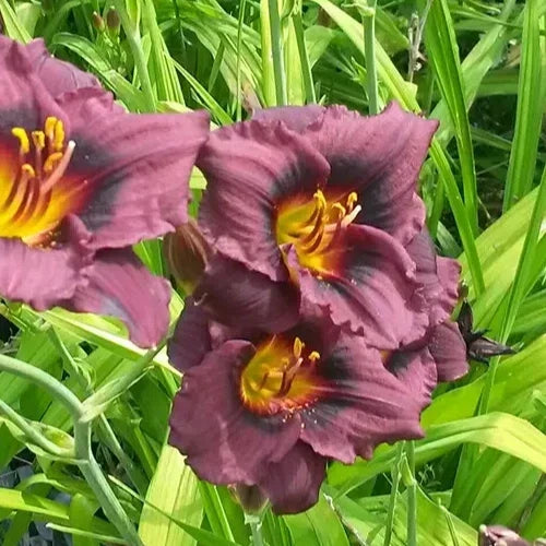 Hemerocallis Siloam Plum Tree Daylily Bare Root Perennial Plant with Purple Flowers and Yellow Throat