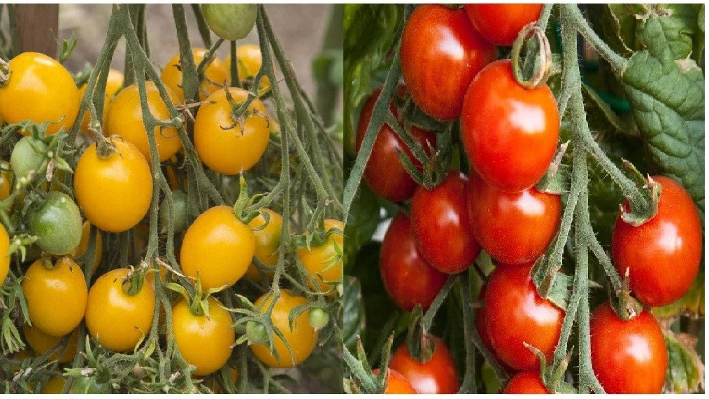 Small Cherry Tomato Seeds - Red & Yellow Heirloom, Non-GMO, Solanum lycopersicum, Vegetable Seeds for Container & Garden