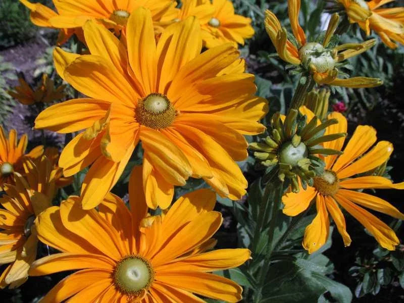 Rudbeckia Irish Spring Seed Packet – Black-Eyed Susan, Bright Yellow Flowers, Cut Flower, Long Vase Life, Rudbeckia hirta