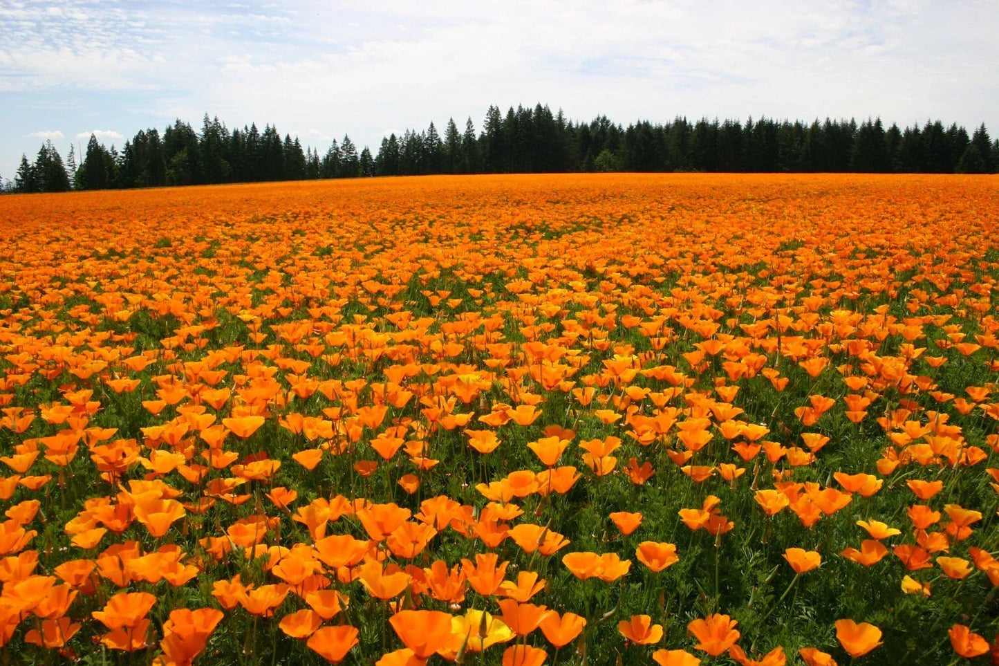 California Poppy Seeds - 500+ Orange Eschscholzia californica Seeds