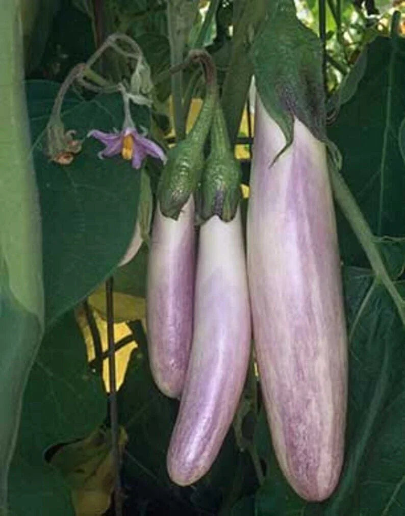 Bride Eggplant Seeds - 40 Organic Non-GMO Heirloom Seeds USA Grown