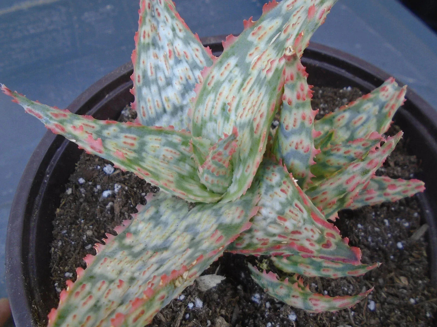 Aloe Potted Plant 5" Diameter Moana Kea Variety Aloe vera Hybrid