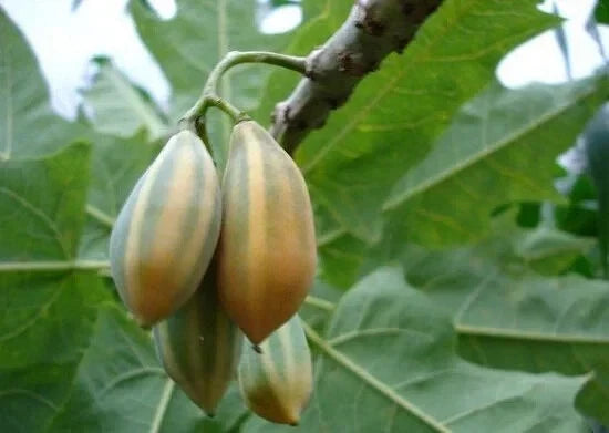 Oak Leaved Papaya Seeds - Carica papaya - Tropical Garden Planting, Non-GMO, Fast Growing, USA Grown
