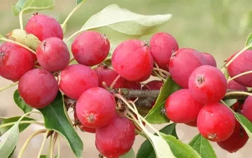 Dolgo Crabapple Seeds - Pink Glow Variety for Garden Planting - Malus angustifolia - 25+ Seeds