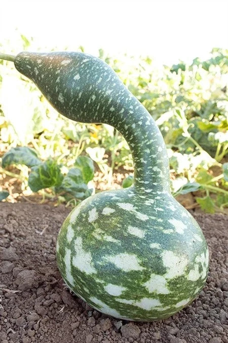 Speckled Swan Gourd Seeds - Heirloom Lagenaria siceraria for Arts & Crafts, Decorative Gourds, Garden, 10-50 Seeds