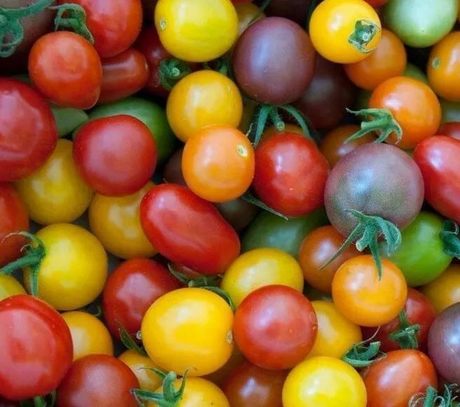 Rainbow Cherry Tomato Seeds Mix - 50+ Heirloom Seeds - Solanum lycopersicum