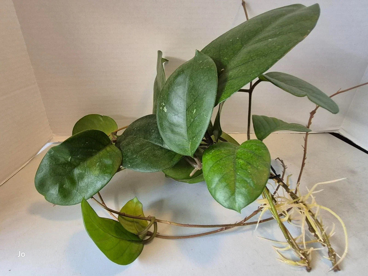 Hoya Fungii Cuttings - 4 Rooted Hoya carnosa Cuttings for Indoor Plant Propagation