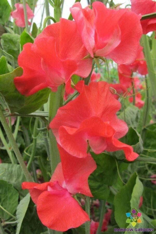 John Markham Sweet Pea Seeds - 50+ Pack - Heirloom Lathyrus odoratus Garden Seeds for Climbing Vines