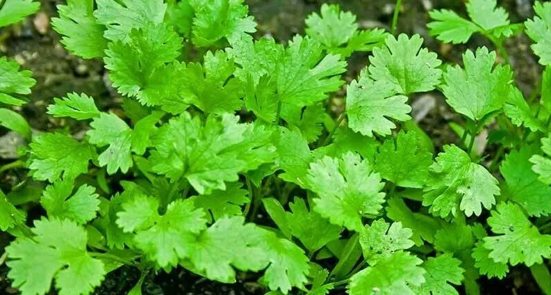 Cilantro Coriander Seeds 100+ Pack | Coriandrum sativum for Culinary Use