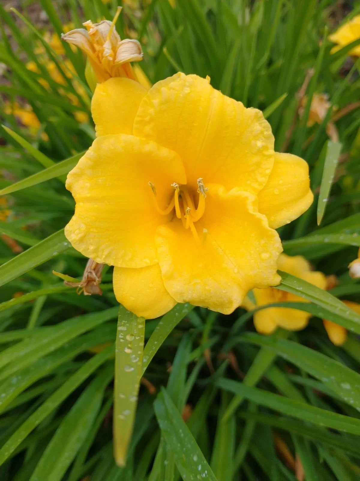Daylily Live Plants Lot of 2 - Stella de Oro Perennial Bare Root Hemerocallis for Garden, Borders, Containers