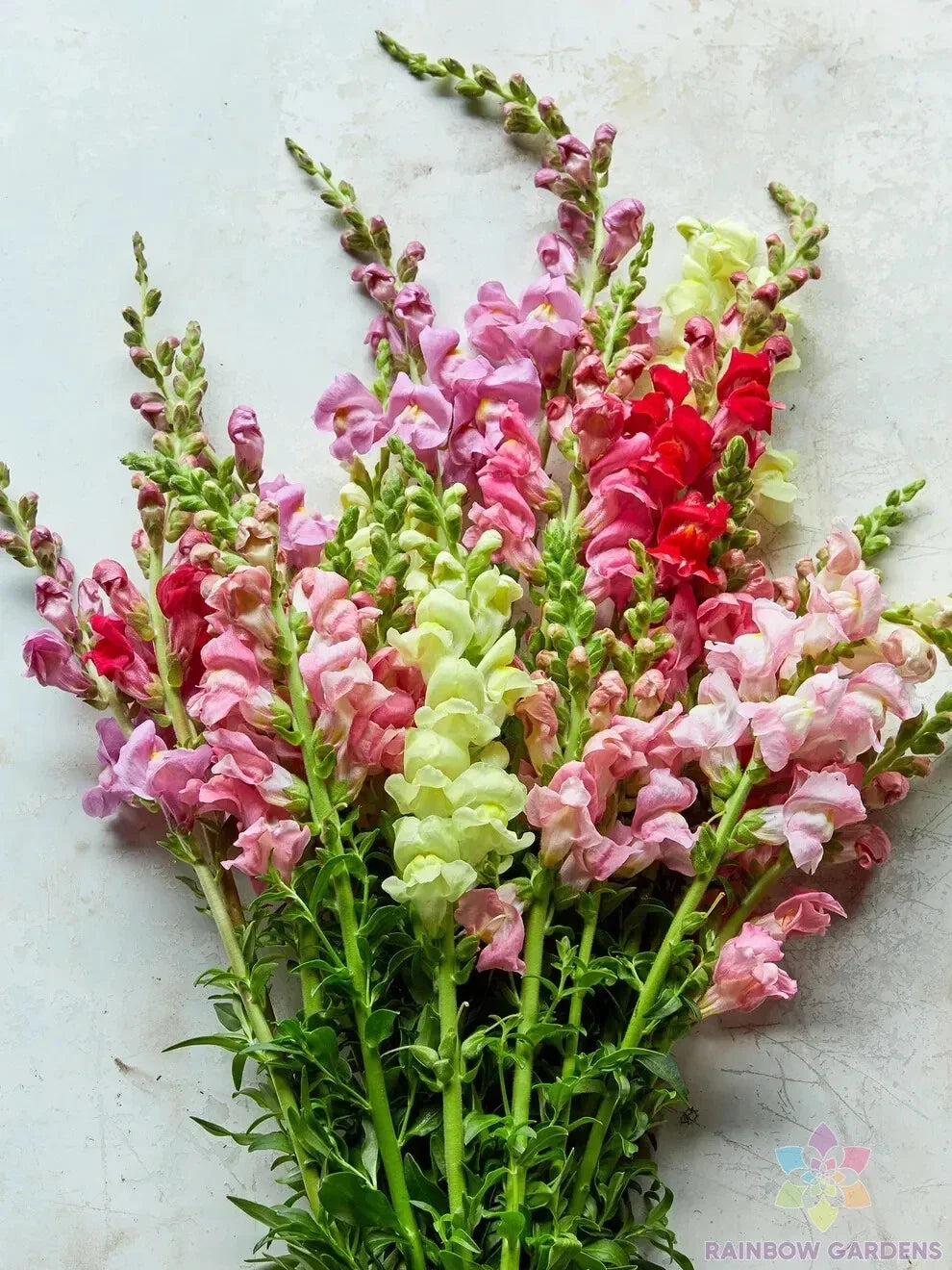 Snapdragon Seeds Mix - 1000+ Premium Garden Seeds - Colorful Antirrhinum majus Blend for Borders & Containers