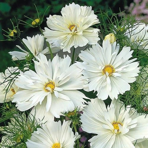 Psyche White Cosmos Seeds - 200+ Pack, Cosmos bipinnatus, Garden Flower, White Bloom, Easy to Grow, Pollinator Attractant, USA Grown