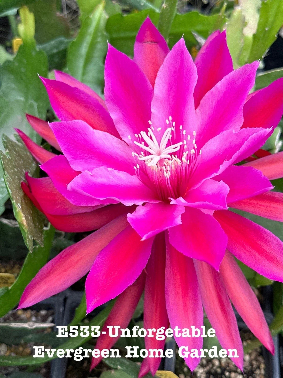 Epiphyllum Orchid Cactus Plant in 4" Pot - Unforgettable Variety, Indoor Succulent, Epiphyllum oxypetalum