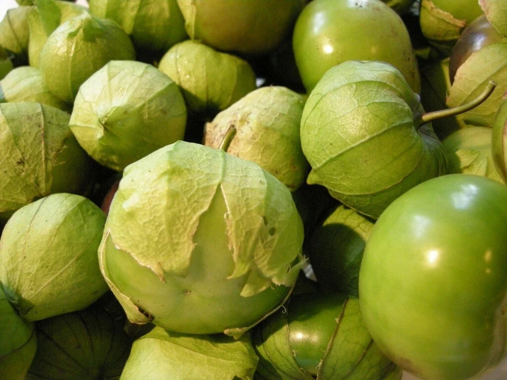 Tomatillo Verde Seeds - Heirloom Green Husk Variety for Fresh Salsa, Culinary Cooking, Home Gardening, Physalis philadelphica
