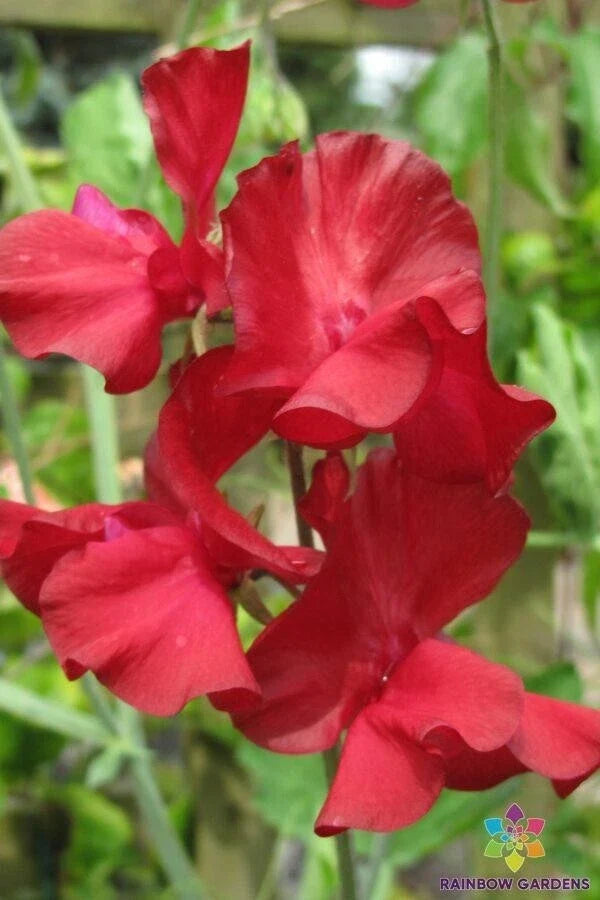 Kenneth Sweet Pea Seeds - 50+ Pack, Edible Fragrant Flowers, Lathyrus odoratus, Climbing Vine for Garden Borders and Trellises