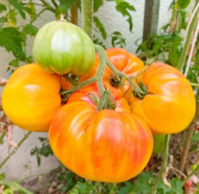 Hawaiian Pineapple Beefsteak Tomato Seeds - Heirloom, Indeterminate, Non-GMO, 30 Seeds, Solanum lycopersicum