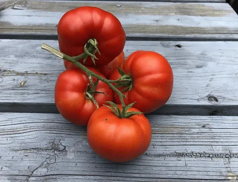 Sub Arctic Plenty Tomato Seeds - Organic Heirloom Non-GMO, Fast Growing, 120+ Seeds, Solanum lycopersicum, Compact, Short Season