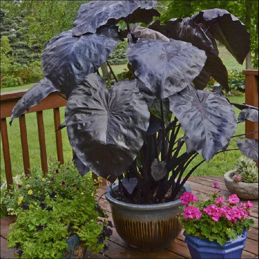 Black Coral Colocasia Plant - Large 1 Gallon Elephant Ear with Dark Purple-Black Foliage