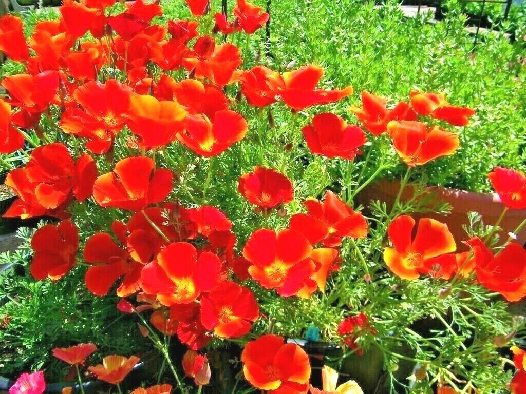 Red Chief California Poppy Seeds – Over 500 Wildflower Seeds for Native Garden, Eschscholzia californica, Drought-Tolerant Annual