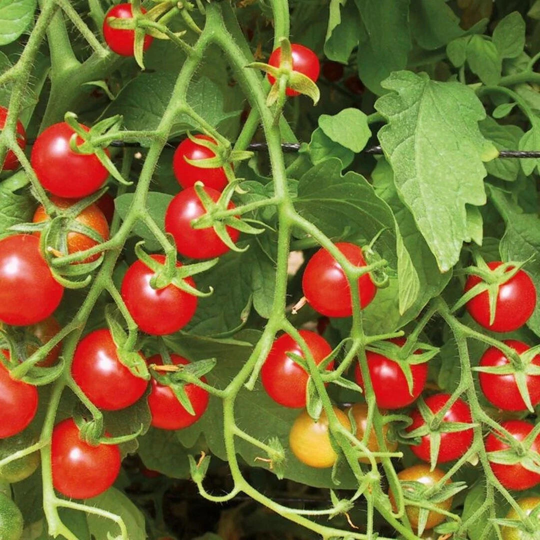 Sweetie Tomato Seeds 100 Count - Heirloom Cherry Tomato Vegetable Seeds - Indeterminate Solanum lycopersicum