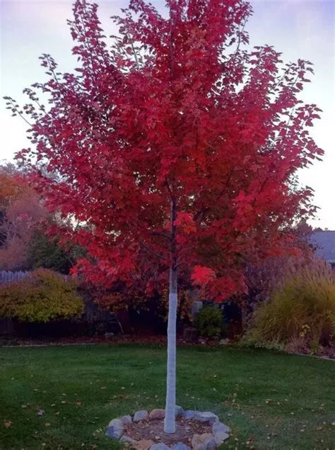 Red Maple Seedling - 8 Inches Bare Root Acer rubrum Live Tree for Garden & Landscape