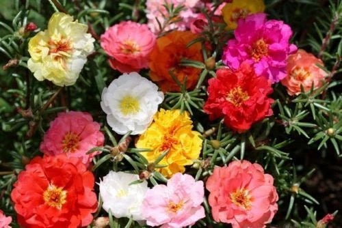 Moss Rose Seeds - 1000 Count Portulaca Double Mix - GroCo