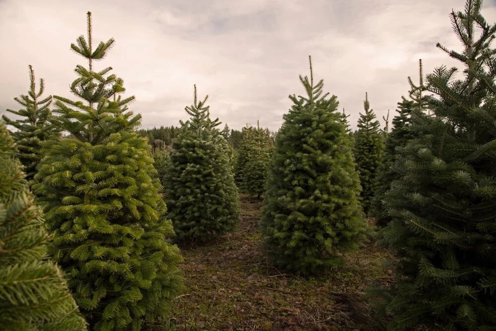 Douglas Fir Tree Seedlings - Live 1-Year Old Pseudotsuga menziesii for Planting, Evergreen Conifers, Native Landscape Trees