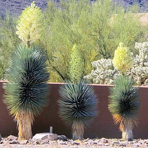 Blue Yucca Tree Seeds - 10 Pack - Cold Hardy Yucca rigida for Zone 5