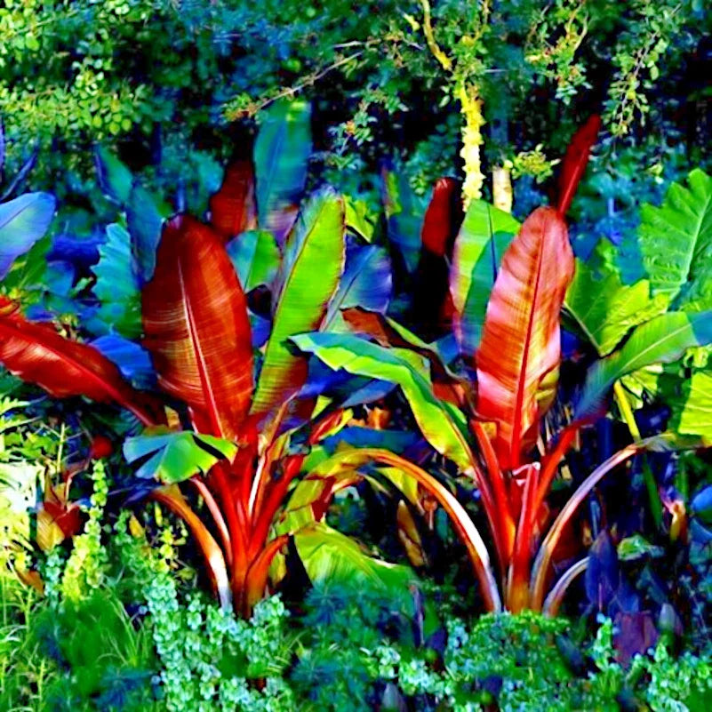 Red Abyssinian False Banana Plant Seeds - 5 Rare Musa Ensete ventricosum Seeds
