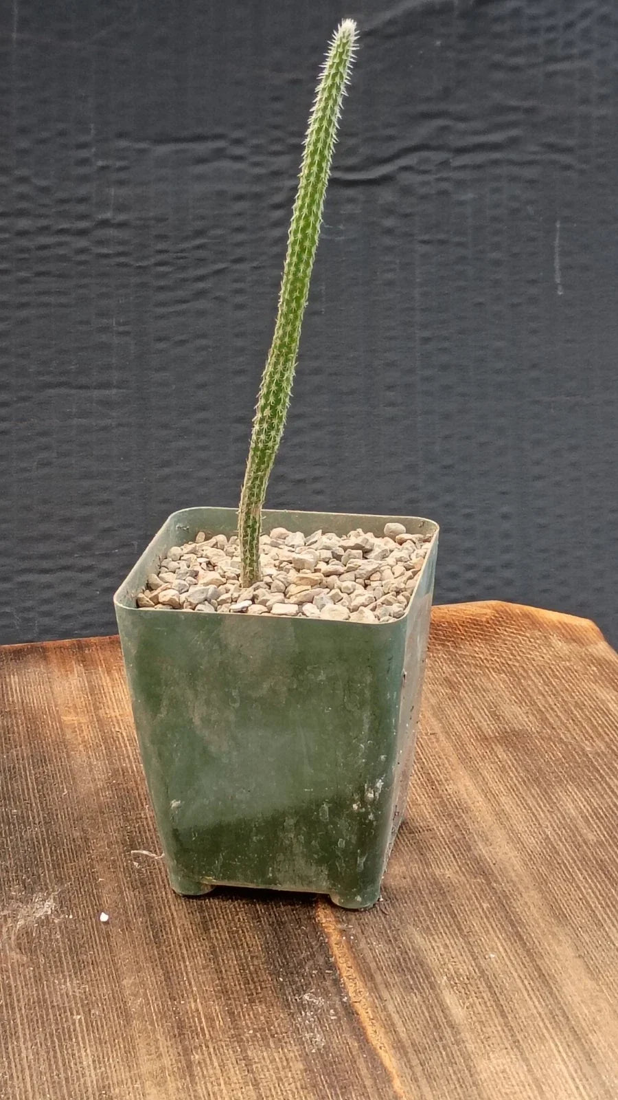 Echinocereus poselgeri Cactus Plant - Potted Succulent with Purple Flowers - Texas Native, Drought-Resistant, Easy Care